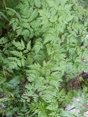 Anthriscus sylvestris