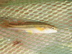 Chrosomus erythrogaster