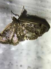 Anania coronata