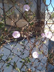 Convolvulus arvensis