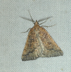 Amelora catacris