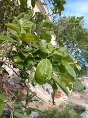 Salix abscondita