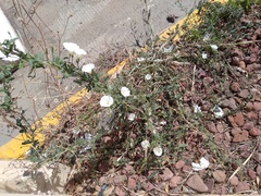 Convolvulus arvensis