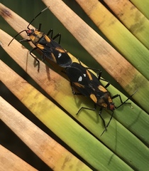 Oncopeltus guttaloides