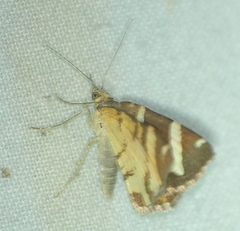 Chrysolarentia oxygona