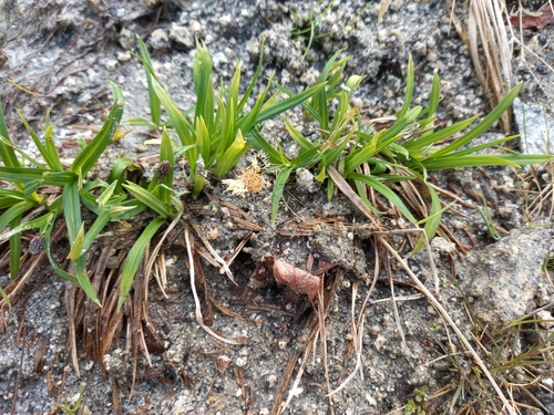 Carex scita iNat (3)