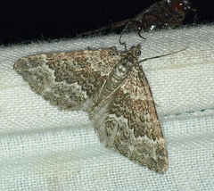 Chrysolarentia symphona