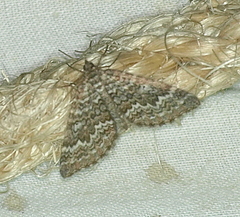 Chrysolarentia symphona