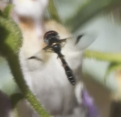 Hypocritanus lemur
