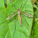 Black-striped Cranefly - Photo (c) Mick Talbot, some rights reserved (CC BY-NC-SA)