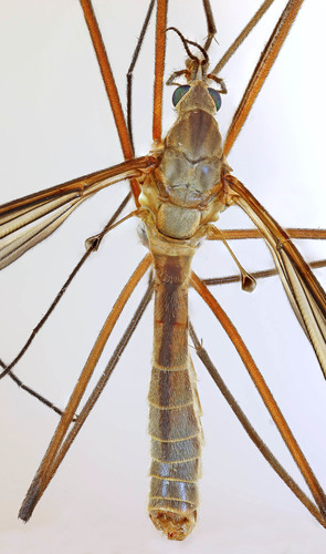 black-striped cranefly, photo 5 of 7