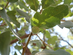 Cynips multipunctata