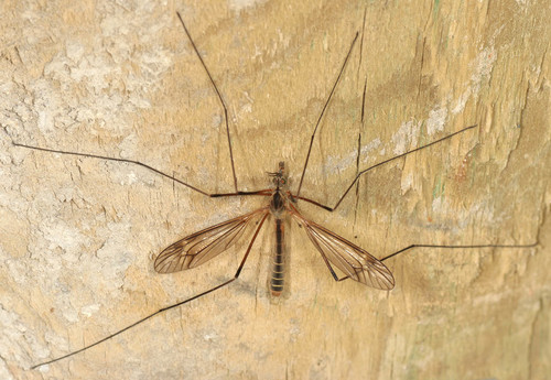 black-striped cranefly, photo 6 of 7