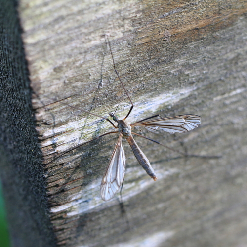 black-striped cranefly, photo 7 of 7