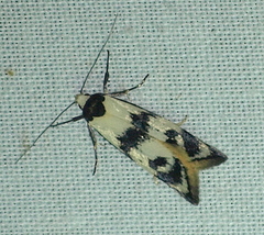 Cosmaresta eugramma