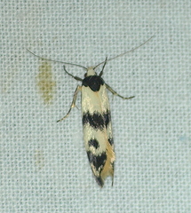 Cosmaresta eugramma