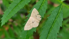 Idaea biselata