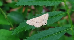 Idaea biselata