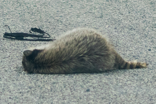 Common Raccoon photographed in Montana