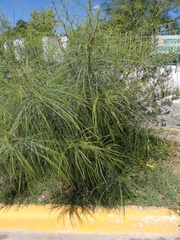Parkinsonia aculeata