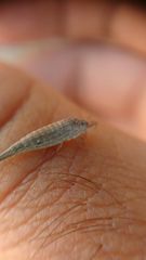 Meinertellidae