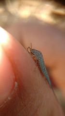 Meinertellidae