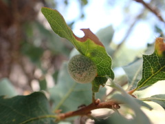 Cynips multipunctata