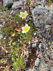 Sieversia pusilla