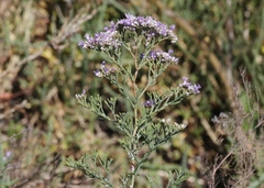 Limonium otolepis