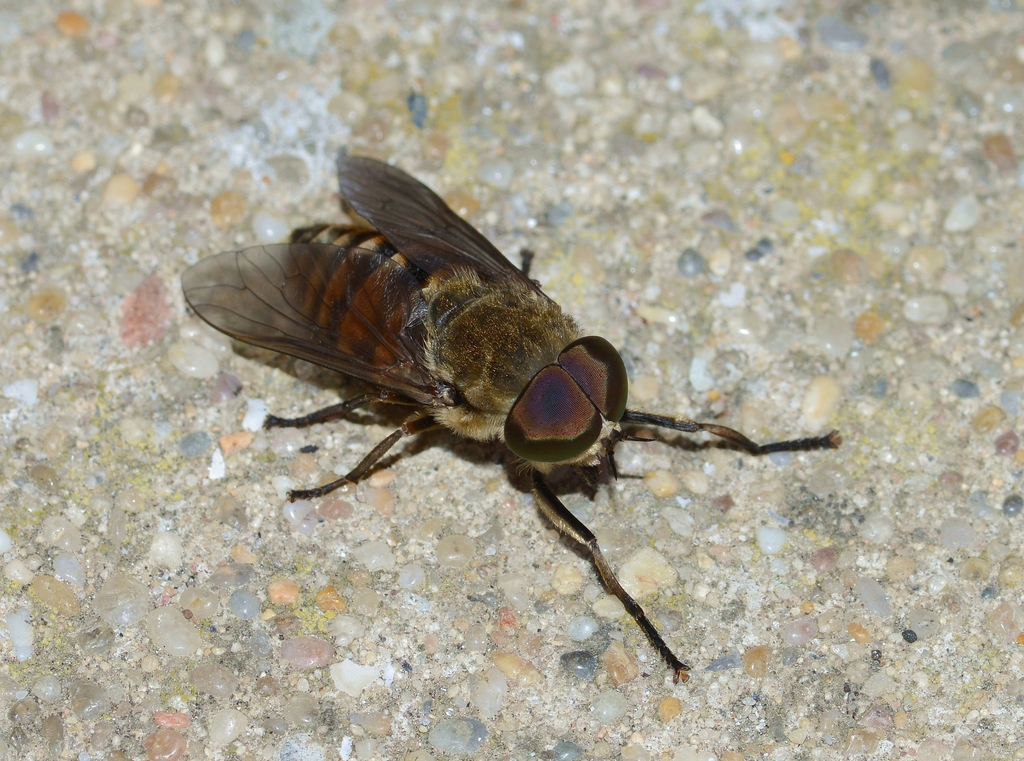 Tabanus eggeri