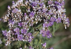 Limonium otolepis