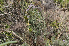 Limonium otolepis