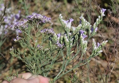 Limonium otolepis