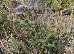 Limonium otolepis