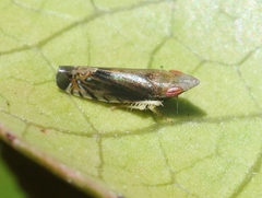 Scaphytopius majestus