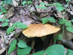 Boletus quercophilus