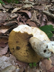 Boletus quercophilus