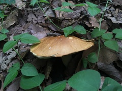 Boletus quercophilus