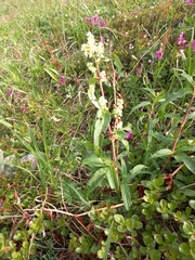 Koenigia tripterocarpa