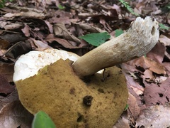 Boletus quercophilus