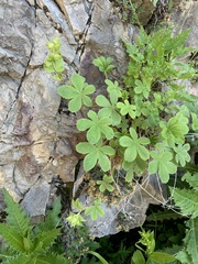 Potentilla brachypetala
