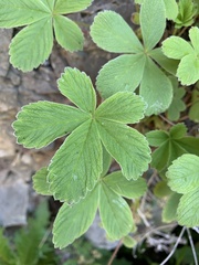 Potentilla brachypetala