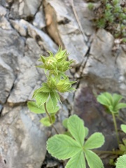 Potentilla brachypetala
