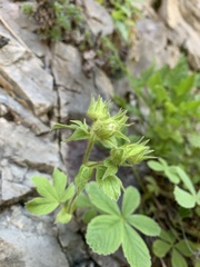 Potentilla brachypetala