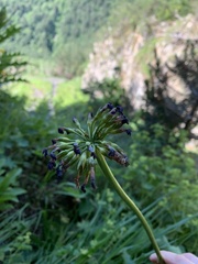 Primula auriculata
