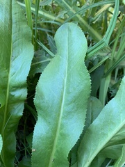 Primula auriculata