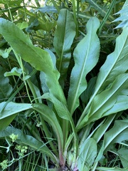 Primula auriculata