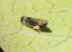 Scaphytopius majestus