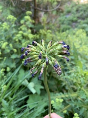 Primula auriculata