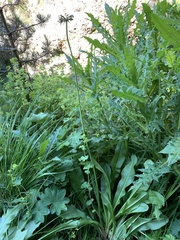 Primula auriculata